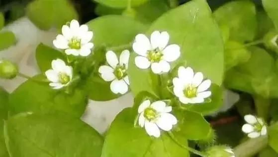  「别称」30种 ·野草的美，你认识几个？