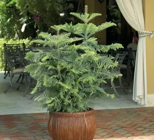 羽叶福禄桐|养在客厅里特别霸气的几种大型植物,有的还能养成盆景