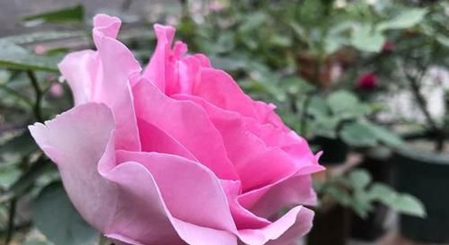  『喜欢』喜欢菊花，就养盆“菊花精品”海天一色，开花不停，爆盆好养