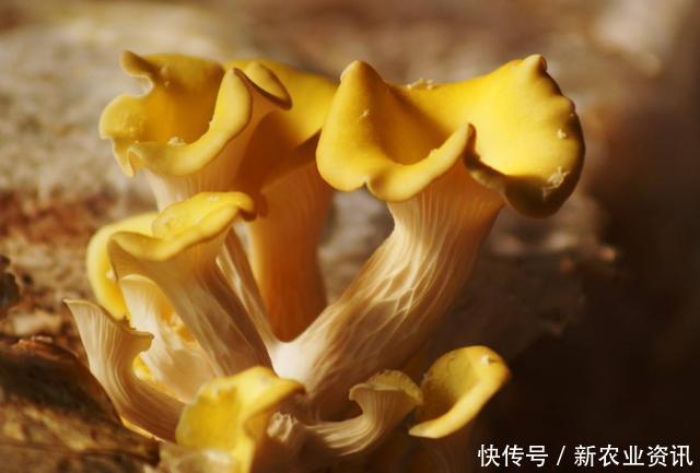 农民种植致富：亩产量8000斤，一斤卖10元，一年收入几十万