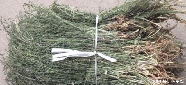  晾干|1种杂草有“20厘米高”，人称“百蕊草”，采摘晾干，1斤30