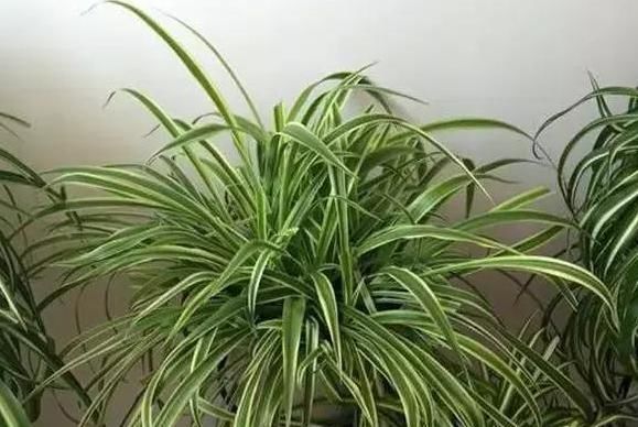  油烟机：生活中的垃圾,简单一处理来养花,让植物越长越旺!