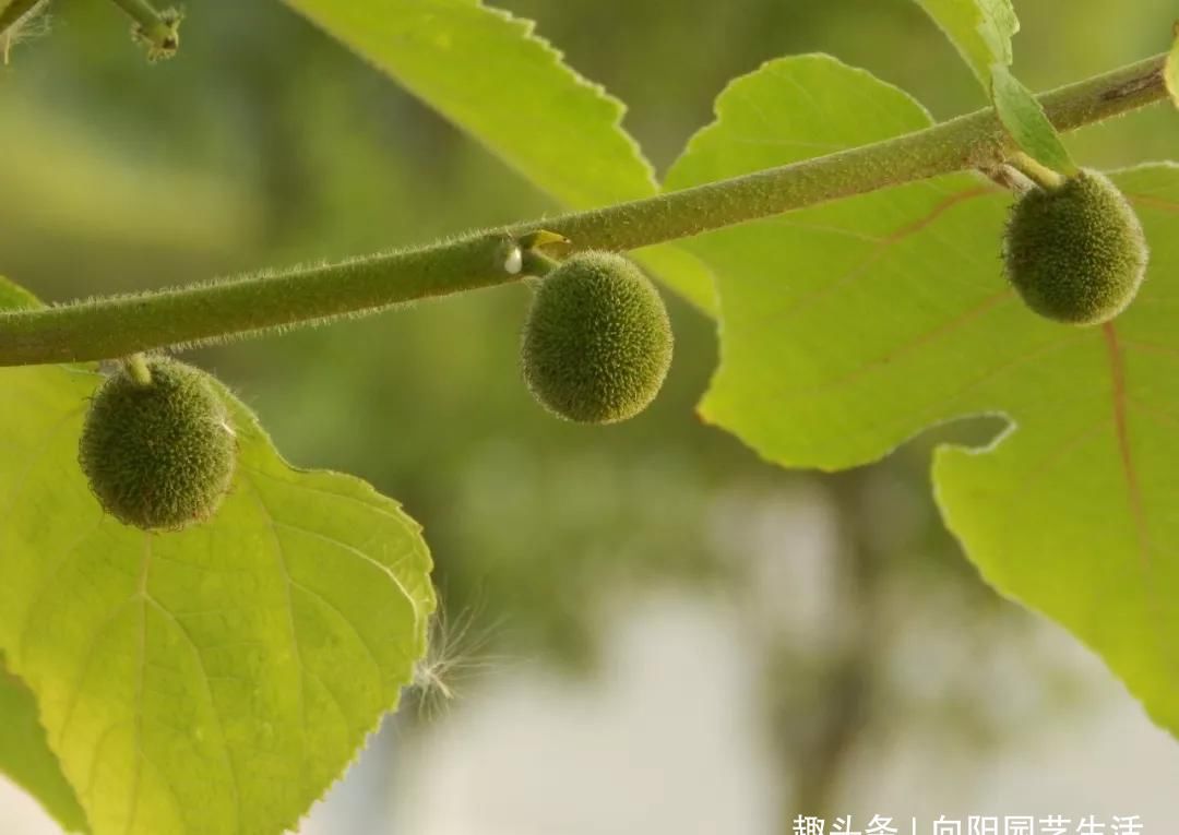 『除掉』乡下常见的构树,有名的恶树,谁家有赶紧除掉,3个月长满院子