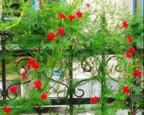  萝花@小巧莺萝花，叶片似文竹，开出“五角星”，一年养成，花叶具美
