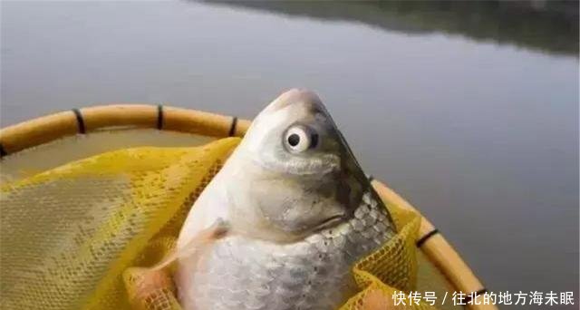  【小编今天】这东西2元1个，用来打窝很不错，钓鲫鱼效果显著，别错过