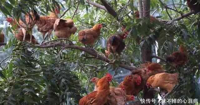  适合@农村房屋后院有一千多平米空地，在农村适合做什么？