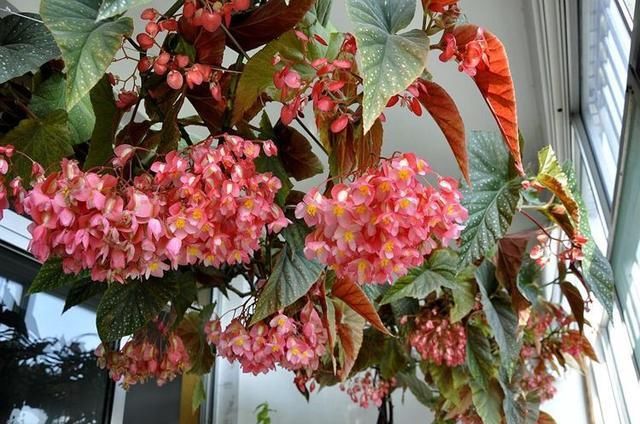  『花儿』想养花就扦插一盆这花，一节枝种一盆，花儿一开就是大半年，美！