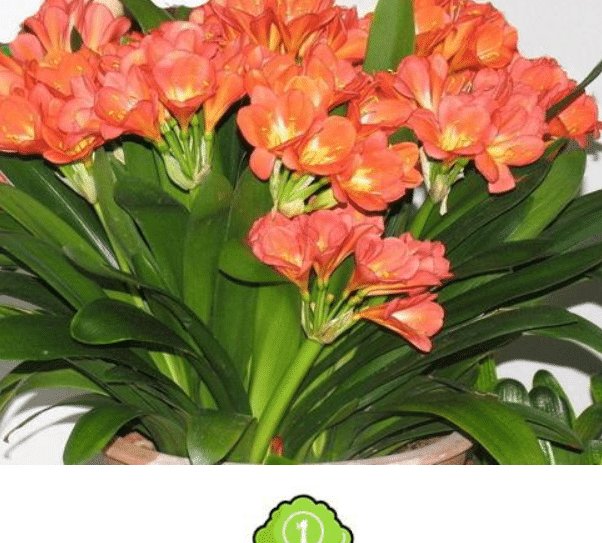 『植物』清明后你“扦插”了吗3种生命力极强的花,只需要插个枝就能活!