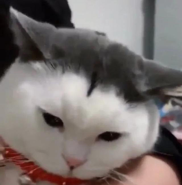  「刘海」猫猫发际线后移怎么办？这样梳就能拥有新刘海
