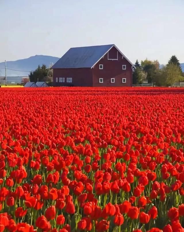 满眼春光!太美了