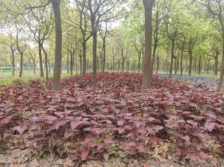  林下■正是林下好风景，花开时节云赏花