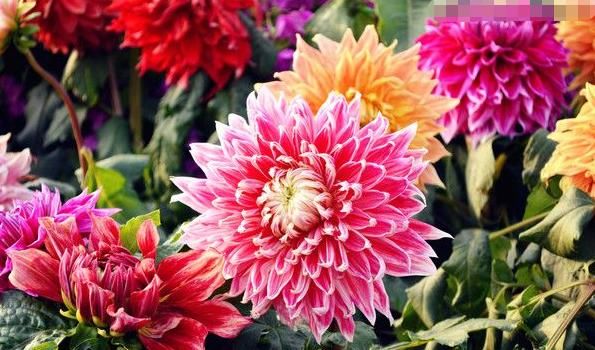 『牡丹』养花就养让人心动的花,花开雍容华贵赛牡丹,绚丽多姿,彰显品位