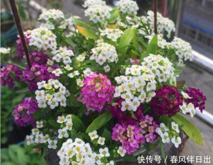 【迷人】喜欢阳台养花,3款小花不能少,好养好看花期长,开花不断好迷人