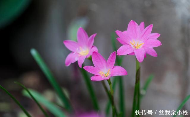  葱兰|一种像葱却是花的植物,还很好养活：葱兰的养殖方法