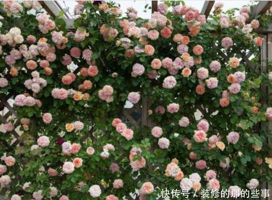 『三角梅』家有院子,一定要养“3种花”,开花大又香,开出一片花海!