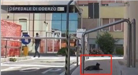 宠物故事回顾：“刘二豆”辟谣虚惊一场，威尼斯忠诚猫咪惹人流泪