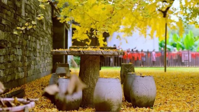 李世民种的银杏树火到国外,美了1400年!西安,火出圈了