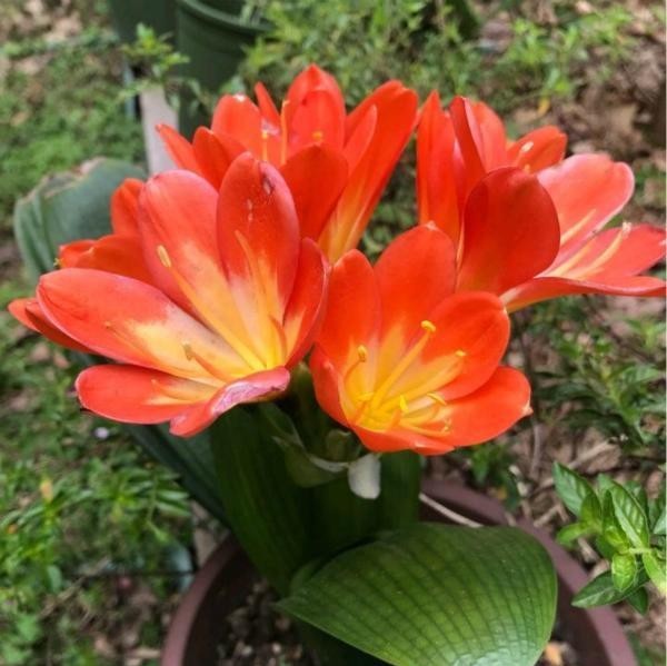 『绕道』4种“娇贵花”,怕热又怕冷,大家都说“娇气难伺候”,新手绕道