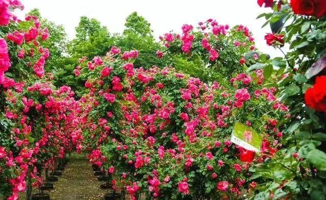 「体温检测」第四届〈花乡玫瑰〉艺术节!门票无限量免费送!