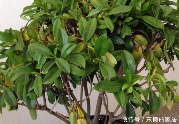 『室内』室内养植物,就选这4种“吸毒”植物!尤其第三种,有钱人都在养