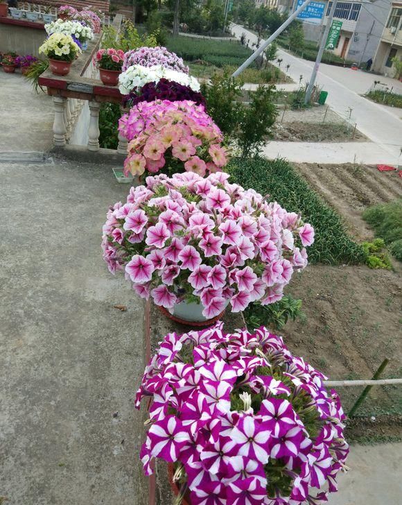  『花养』三种花养在室内，爬满你的阳台，浇点水就能活，开花一茬接一茬