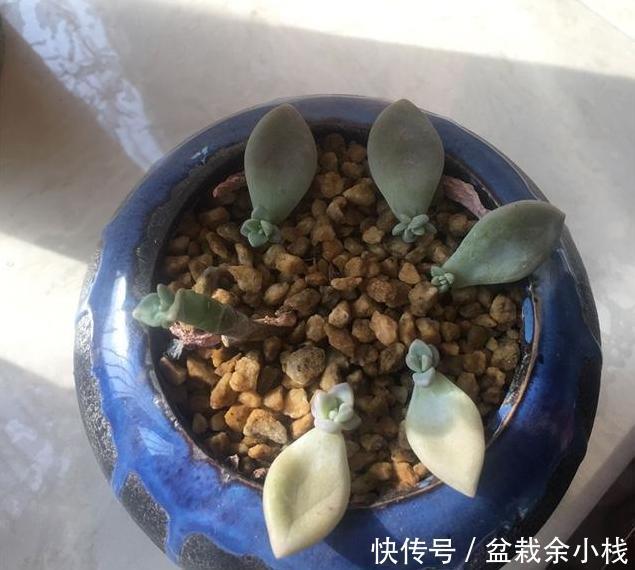 长胖|这“2个”技巧,能让多肉快速生根服盆长胖