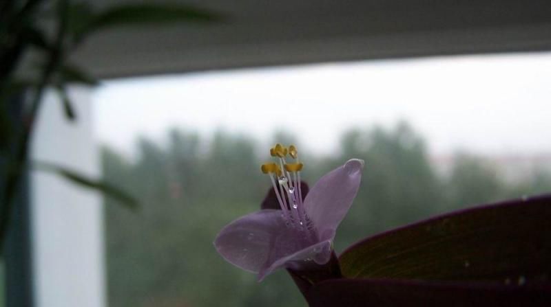  [紫鸭跖草]此花，枝或蔓或垂，特色鲜明，具有较高的观赏价值。