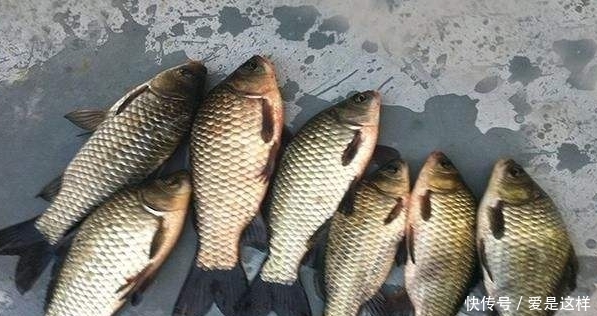  初秋：初秋钓鲫鱼，如果遇到这3种情况，赶紧钓半水，免得空军了