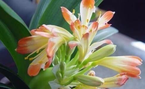  「种类」这些植物都属于君子兰的种类，如此爱君子兰，最后1种你知道吗？