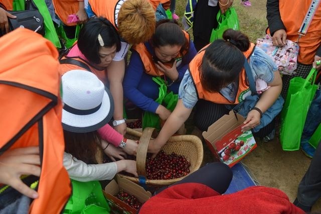  「抢购一空」120元一斤，亩销售25万，未上市就被抢购一空，什么水果？