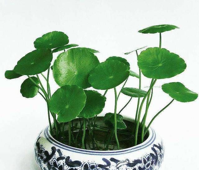  种植物@这种花在水培中生长得更好
