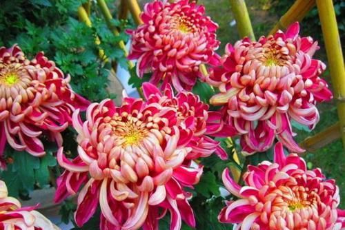  #艳丽#养护花卉掌握方法，花色艳丽，花朵硕大，花量大，开花花期长
