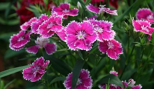  #阳光#石竹花是我国著名的花卉，石竹花能不能放在阳光下养护？