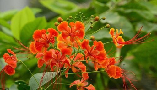  [蝴蝶花]你认识多少种蝴蝶花？花如其名，每种都有自己的美丽，你都见过吗