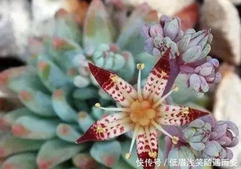『肉肉开花必须剪掉』多肉植物开花了,怎么办肉友剪掉!