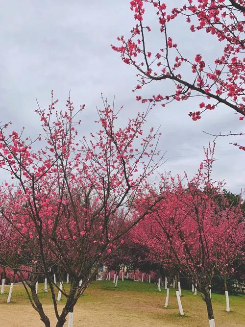 春天干什么？赏花啊！