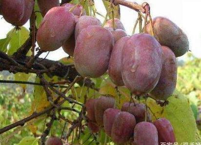 种梨树桃树？此树我国“最贵”，1年结100斤，随便种能活