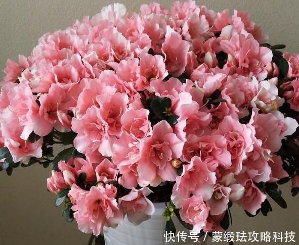 「肥料」在家该如何养殖杜鹃花?弄清楚4方面需求,花谢还能再开一波