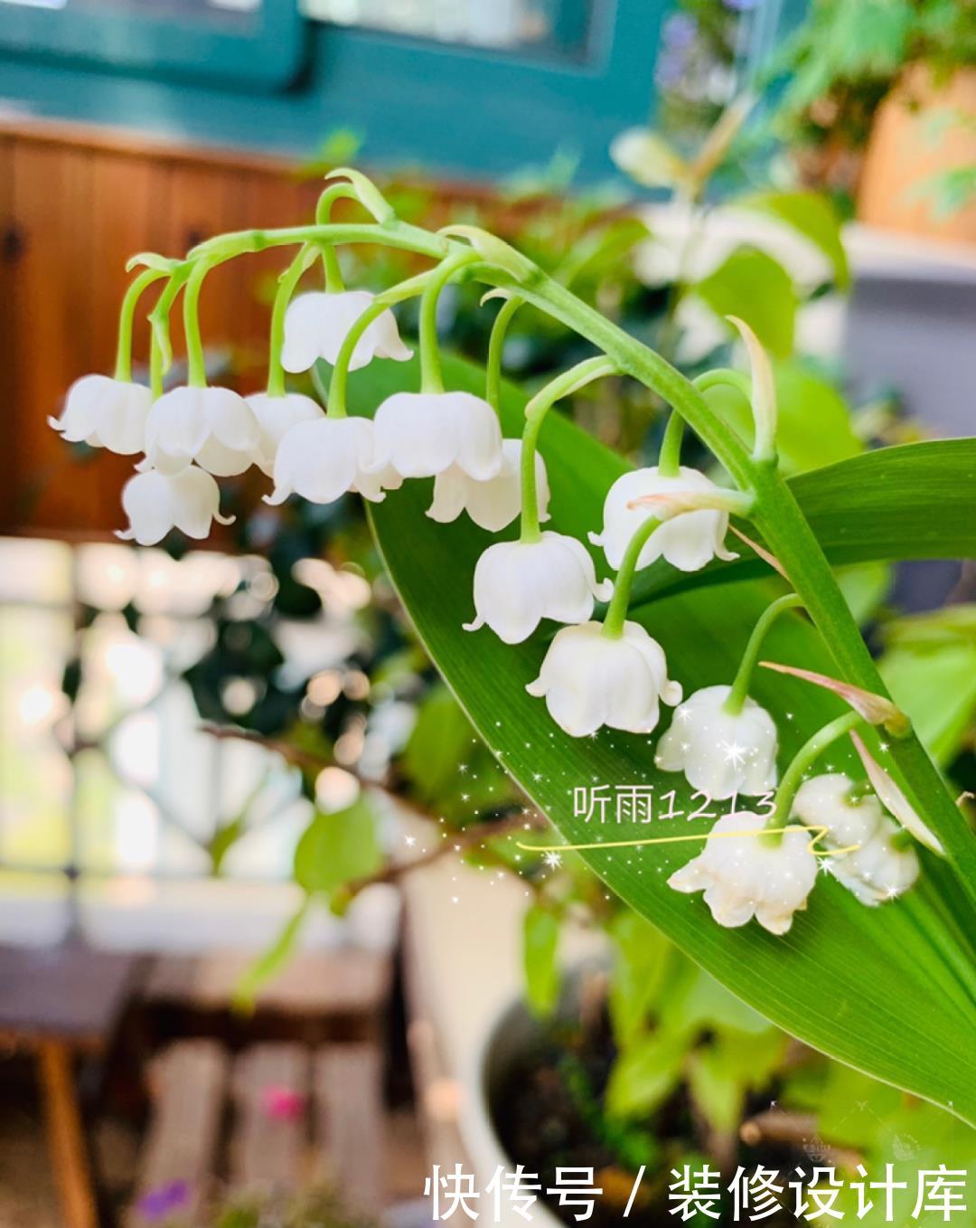  #稀罕#5种花真稀罕，叶子越晒越红彤彤，一盆能开20朵！