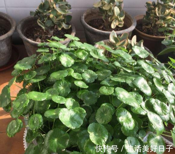  「发财树」花店揭秘花卉的“骗局”，十有八九都上过当