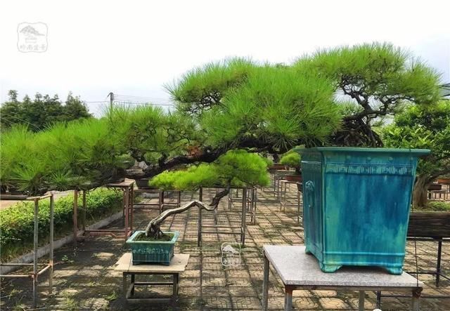 盆景大师都爱玩，山松会否成为下一个热点？