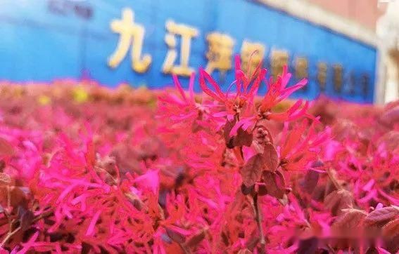  [樱花]美！湖口这里居然有十里樱花，你知道在哪吗？