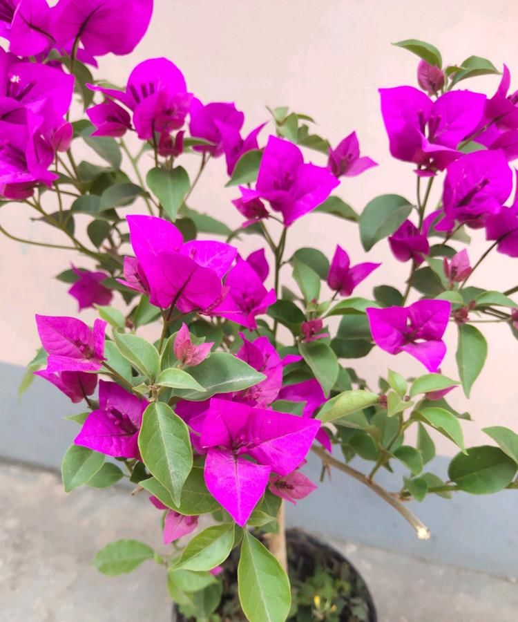  「花苞」三角梅，要“虐养”，花苞才能冒不停