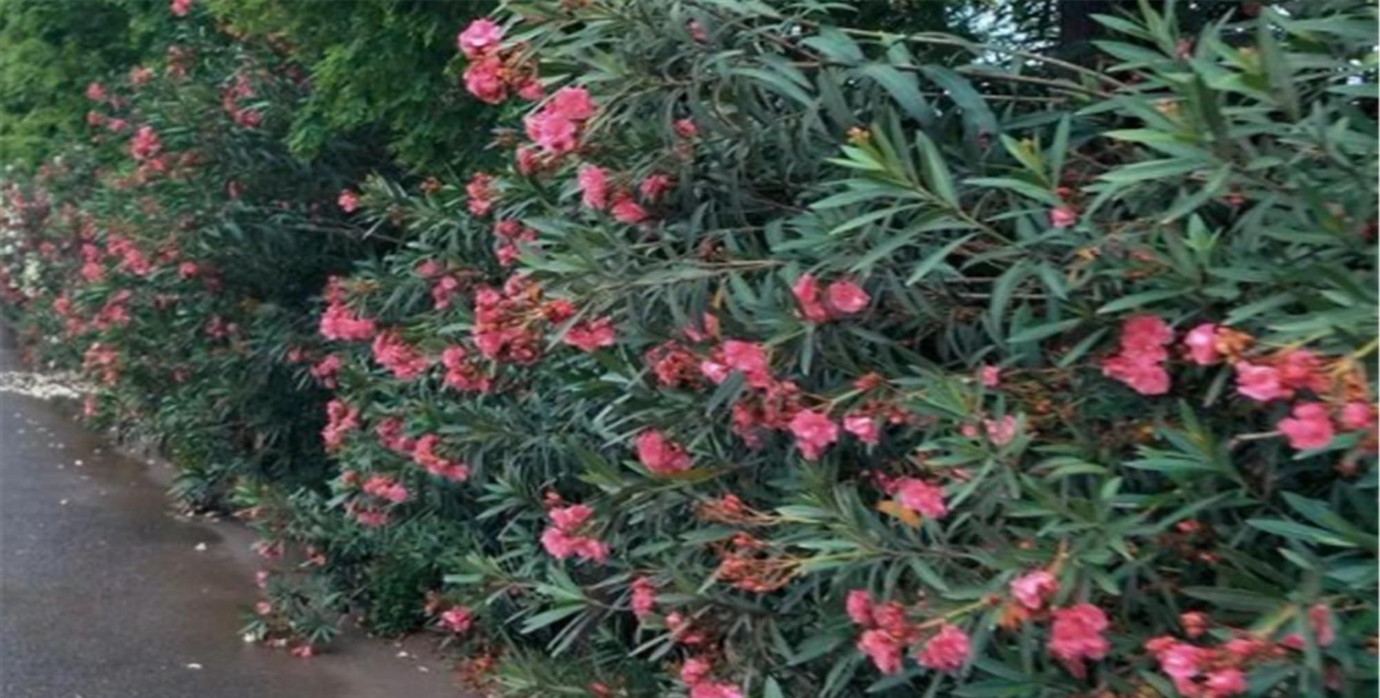  『绿色植物』为大家普及六种有毒花，看见绕道走，千万要当心哦！