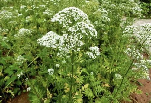  「值钱」山沟里见到“1种草”，挖1斤根茎出来，晾干后能卖“8元”，值钱