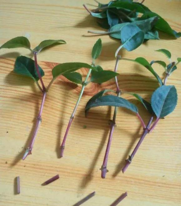  #漂亮#这4种花，一开花就停不下来，漂亮好养，是盆栽佳品！