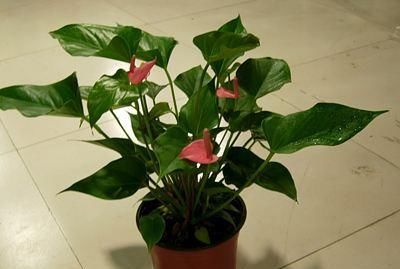  「深度」栽种绿植的时候，栽种深度有什么要求？