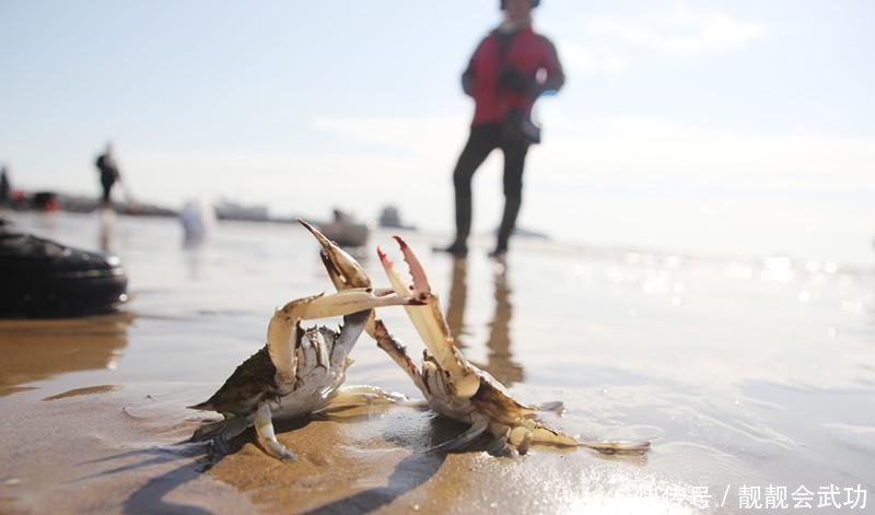 真新鲜! 青岛栈桥海水浴场沙滩现大量梭子蟹 游人抓蟹乐