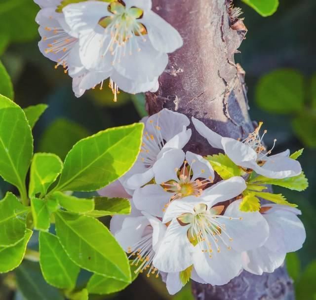  「究竟」云看花，中国美丽高等院校究竟看哪儿？