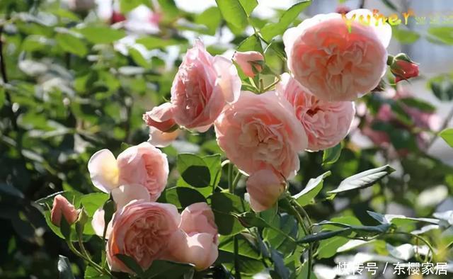 「只养」只养这1种花,就能打造绝美花园和阳台!月季品种和养护要点!